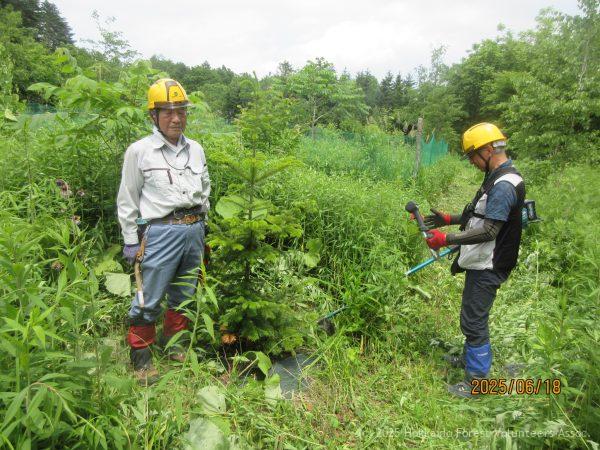 野幌道有林
草刈り
85小班